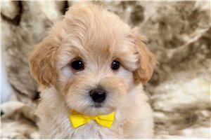 Hayes - Malti Poo - Maltipoo for sale