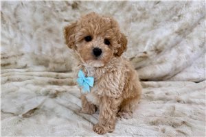Parley - Malti Poo - Maltipoo for sale
