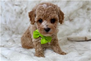 Parker - Malti Poo - Maltipoo for sale