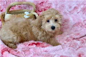 Raymond - puppy for sale