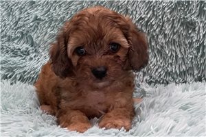 Davidson - puppy for sale