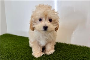 Renea - puppy for sale