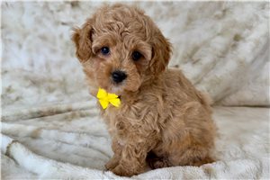 Parrish - Malti Poo - Maltipoo for sale