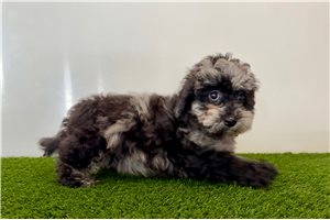 Cadey - Malti Poo - Maltipoo for sale