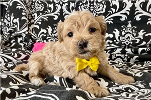 Hugo - puppy for sale