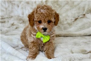 Parker - Malti Poo - Maltipoo for sale