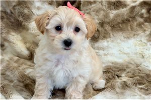 Hana - Malti Poo - Maltipoo for sale