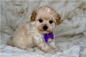 Parson - puppy for sale