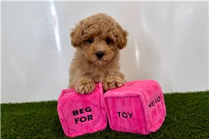 Parrish - Malti Poo - Maltipoo for sale