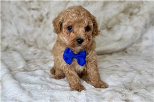 Parrish - puppy for sale