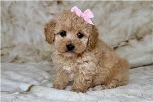 Peace - puppy for sale