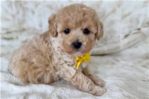 Parley - puppy for sale