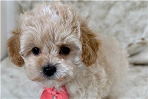Parson - Malti Poo - Maltipoo for sale