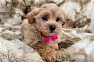 Hugo - Malti Poo - Maltipoo for sale