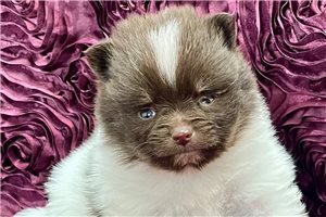 Madison - Pomeranian for sale