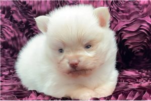 Mason - Pomeranian for sale