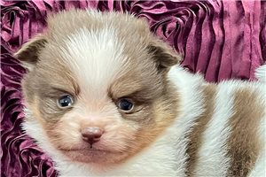 Maria - puppy for sale