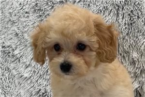 Diego - Poodle, Miniature for sale