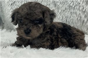 Daisy - Poodle, Miniature for sale