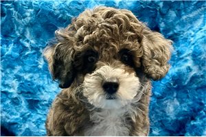 Dylan - Miniature Poodle for sale