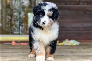 Ellen - puppy for sale