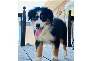 Mila - puppy for sale