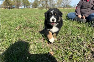 Stafford - puppy for sale