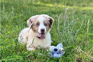 Bridger - puppy for sale