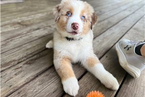 Bridger - puppy for sale