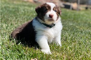 Clarabelle - puppy for sale