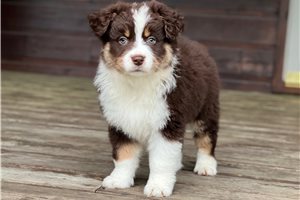 Susannah - puppy for sale