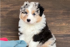 Potter - puppy for sale
