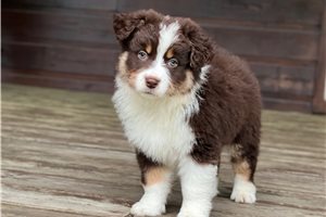 Katie - puppy for sale