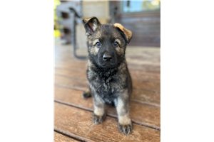 Beau - German Shepherd for sale
