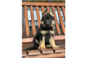 Connor - German Shepherd for sale