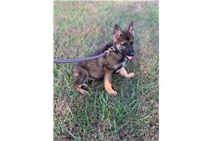 Athena - German Shepherd for sale