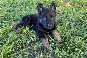 Braxton - German Shepherd for sale