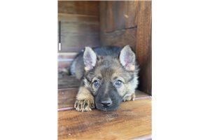 Evalie - German Shepherd for sale