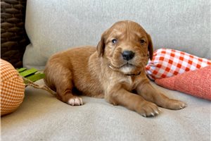 Vito - puppy for sale