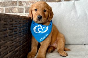 Vernon - puppy for sale