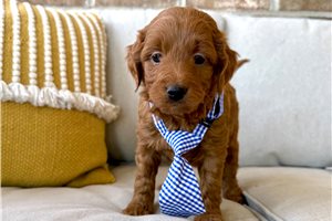 Avery - puppy for sale