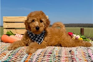 Anthony - puppy for sale