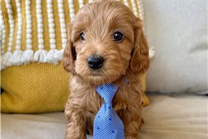 Asher - puppy for sale