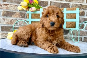 Avery - Goldendoodle, Mini for sale
