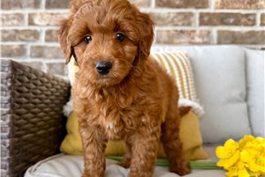 Avery - Goldendoodle, Mini for sale