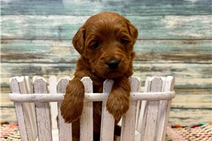 Amelia - Goldendoodle, Mini for sale