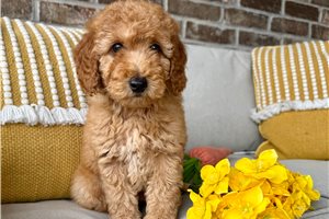 April - Goldendoodle, Mini for sale