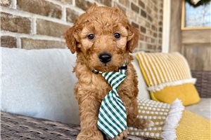 Anthony - puppy for sale