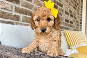 April - Goldendoodle, Mini for sale
