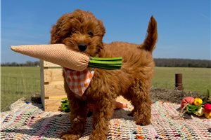 Avery - Goldendoodle, Mini for sale